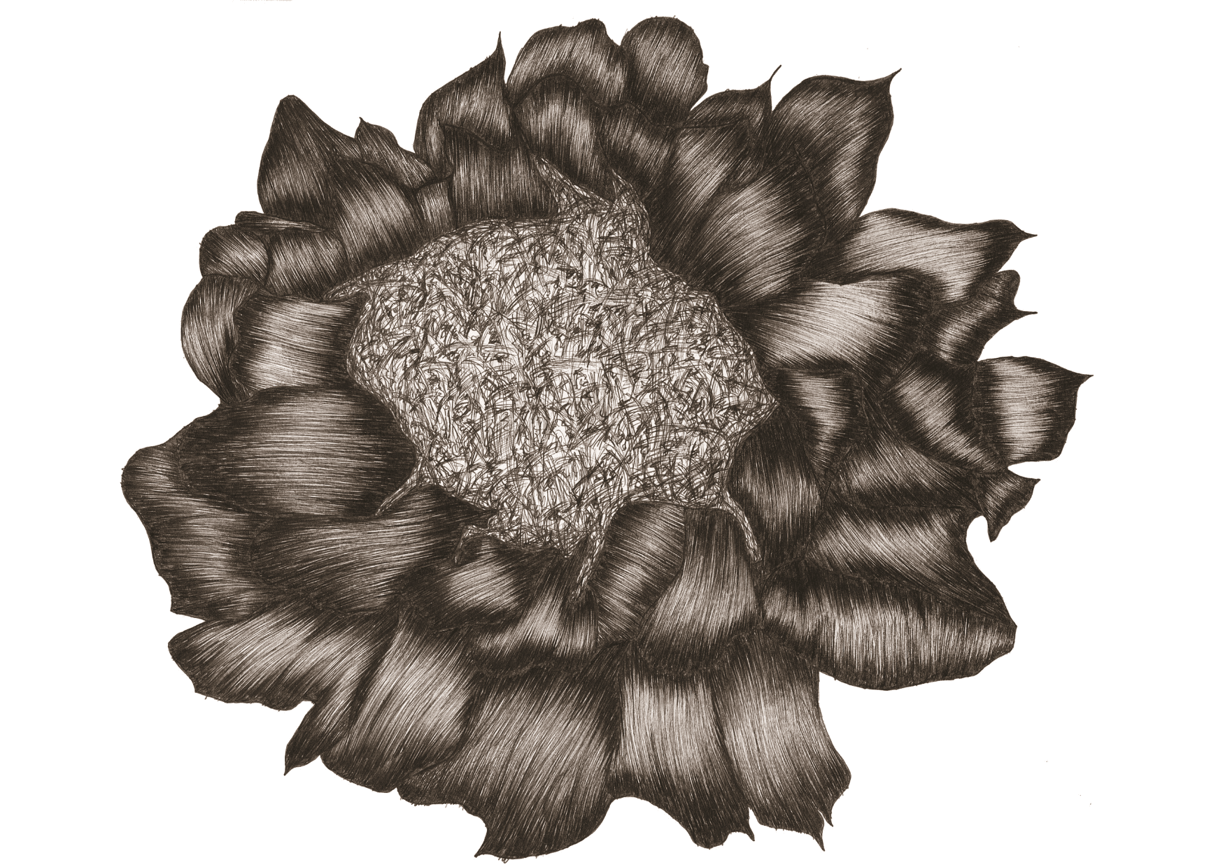 Artichoke A Artichoke A