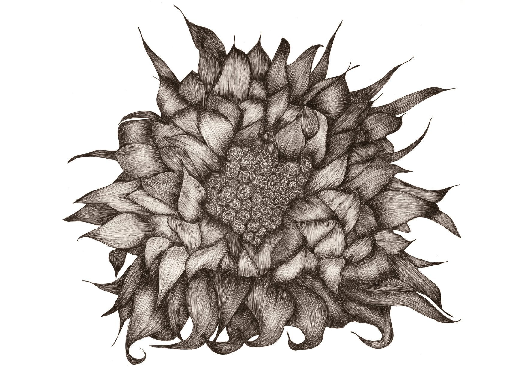 Sunflower A Sunflower A